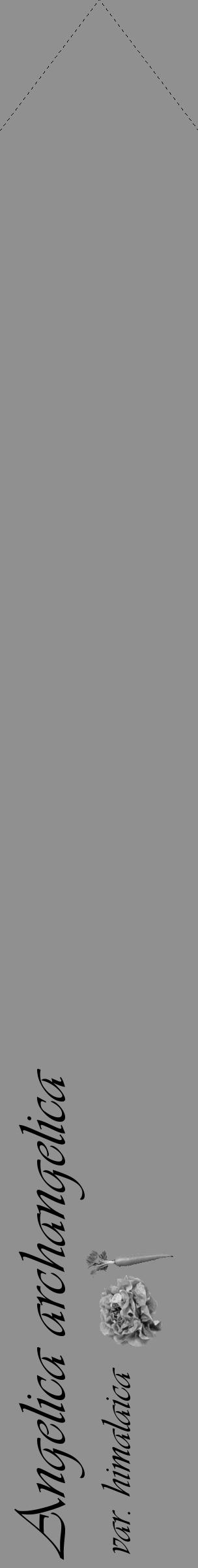 Étiquette de : Angelica archangelica var. himalaica - format c - style noire4_simple_simpleviv avec comestibilité simplifiée - position verticale