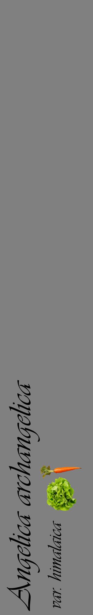 Étiquette de : Angelica archangelica var. himalaica - format c - style noire57_basiqueviv avec comestibilité simplifiée