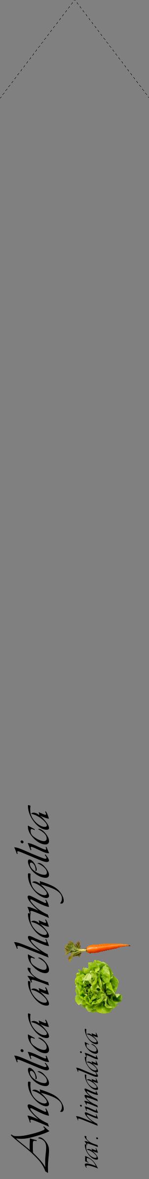 Étiquette de : Angelica archangelica var. himalaica - format c - style noire57_simpleviv avec comestibilité simplifiée