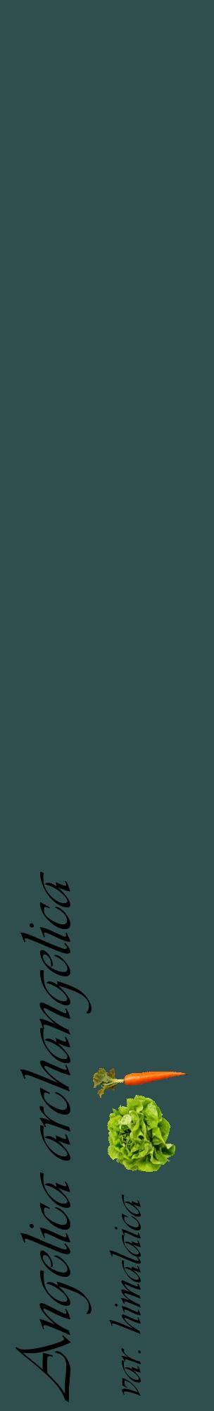 Étiquette de : Angelica archangelica var. himalaica - format c - style noire58_basiqueviv avec comestibilité simplifiée