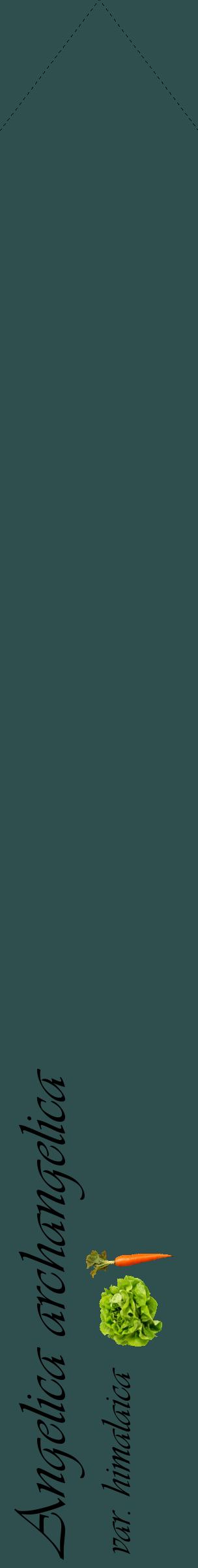 Étiquette de : Angelica archangelica var. himalaica - format c - style noire58_simpleviv avec comestibilité simplifiée