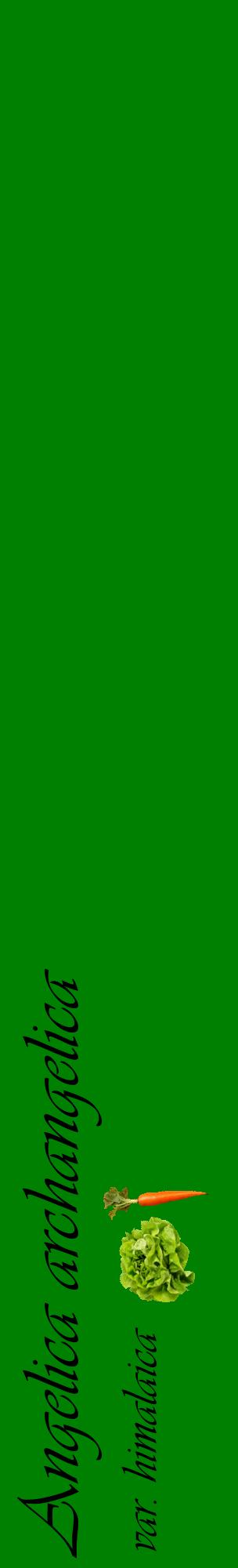 Étiquette de : Angelica archangelica var. himalaica - format c - style noire9_basiqueviv avec comestibilité simplifiée