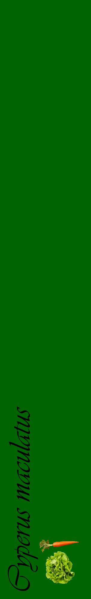Étiquette de : Cyperus maculatus - format c - style noire8_basiqueviv avec comestibilité simplifiée