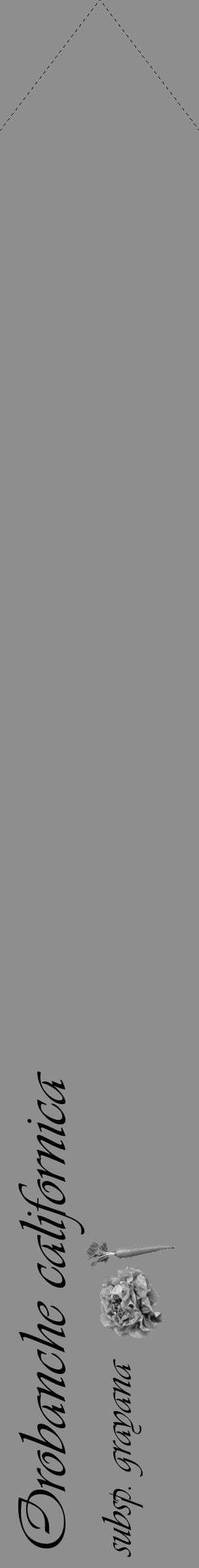 Étiquette de : Orobanche californica subsp. grayana - format c - style noire25_simple_simpleviv avec comestibilité simplifiée - position verticale