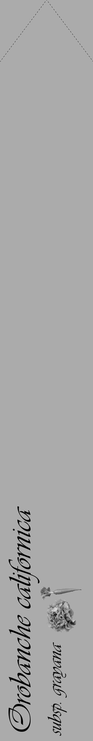 Étiquette de : Orobanche californica subsp. grayana - format c - style noire37_simple_simpleviv avec comestibilité simplifiée - position verticale