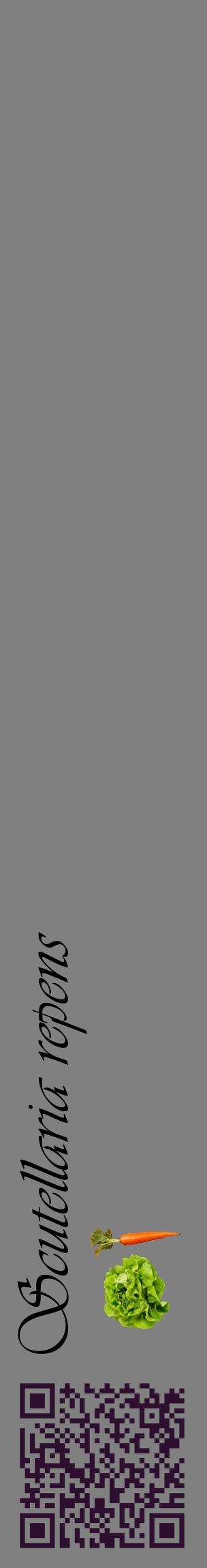 Étiquette de : Scutellaria repens - format c - style noire57_basiqueviv avec qrcode et comestibilité simplifiée