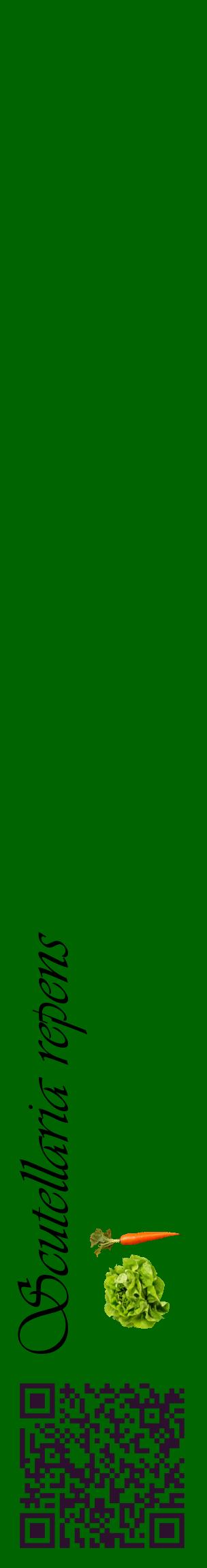Étiquette de : Scutellaria repens - format c - style noire8_basiqueviv avec qrcode et comestibilité simplifiée
