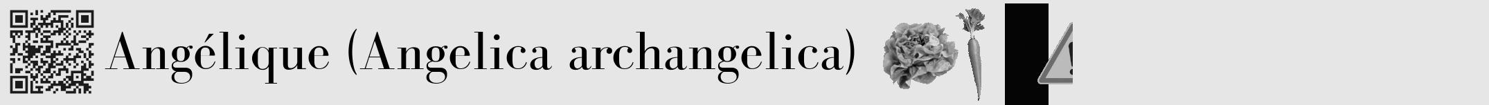 Étiquette de : Angelica archangelica - format a - style noire18bod avec qrcode et comestibilité simplifiée