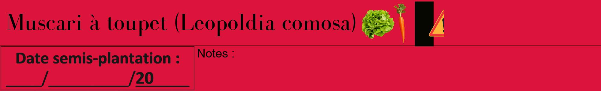 Étiquette de : Leopoldia comosa - format a - style noire36bod avec comestibilité simplifiée