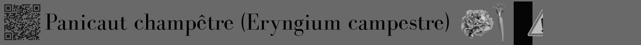 Étiquette de : Eryngium campestre - format a - style noire11bod avec qrcode et comestibilité simplifiée