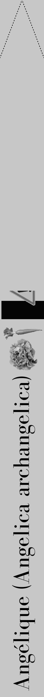 Étiquette de : Angelica archangelica - format b - style noire15bod avec comestibilité simplifiée - position verticale