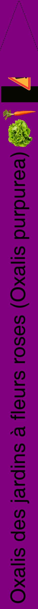 Étiquette de : Oxalis purpurea - format b - style noire46hel avec comestibilité simplifiée