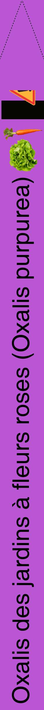 Étiquette de : Oxalis purpurea - format b - style noire50hel avec comestibilité simplifiée