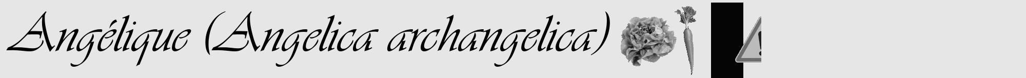 Étiquette de : Angelica archangelica - format a - style noire18viv avec comestibilité simplifiée