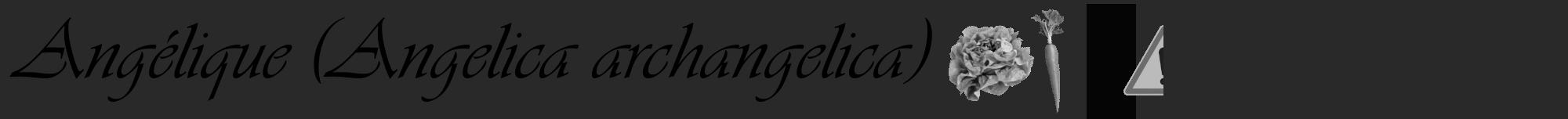 Étiquette de : Angelica archangelica - format a - style noire34viv avec comestibilité simplifiée