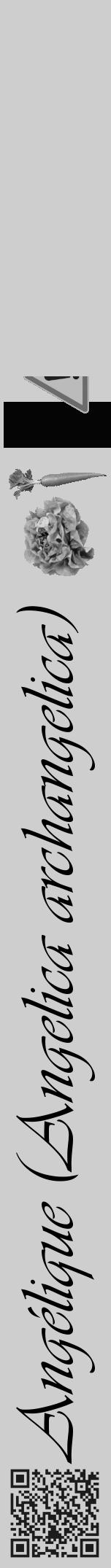 Étiquette de : Angelica archangelica - format a - style noire17viv avec qrcode et comestibilité simplifiée - position verticale