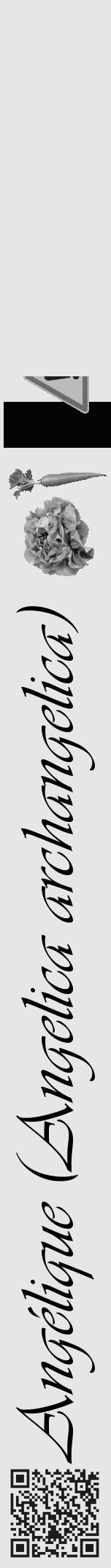 Étiquette de : Angelica archangelica - format a - style noire18viv avec qrcode et comestibilité simplifiée - position verticale