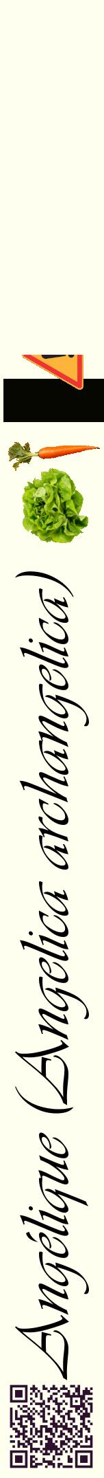Étiquette de : Angelica archangelica - format a - style noire19viv avec qrcode et comestibilité simplifiée
