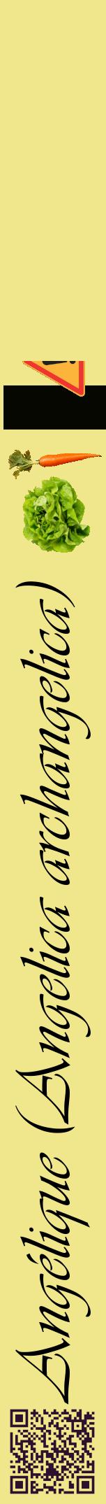 Étiquette de : Angelica archangelica - format a - style noire20viv avec qrcode et comestibilité simplifiée
