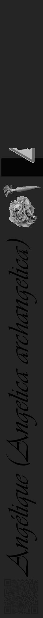 Étiquette de : Angelica archangelica - format a - style noire47viv avec qrcode et comestibilité simplifiée - position verticale