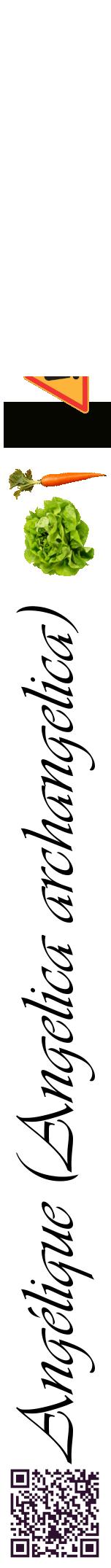 Étiquette de : Angelica archangelica - format a - style noire60viv avec qrcode et comestibilité simplifiée