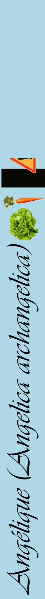 Étiquette de : Angelica archangelica - format a - style noire0viv avec comestibilité simplifiée