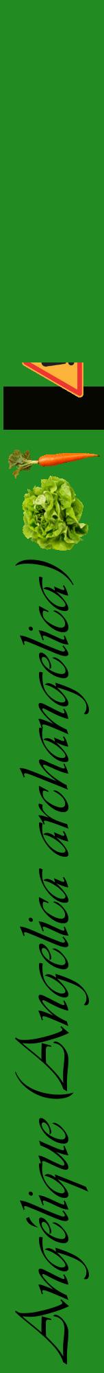 Étiquette de : Angelica archangelica - format a - style noire10viv avec comestibilité simplifiée