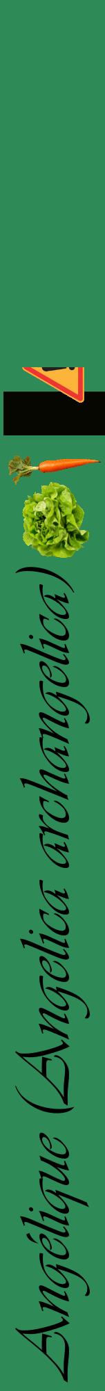 Étiquette de : Angelica archangelica - format a - style noire11viv avec comestibilité simplifiée