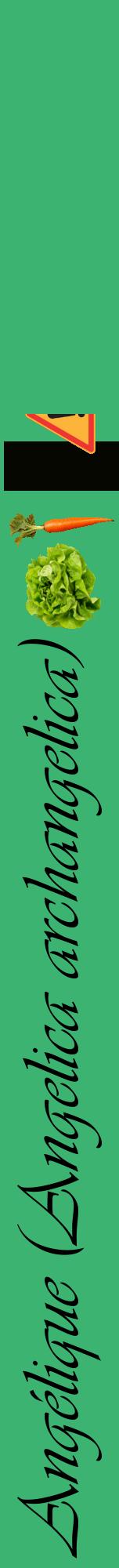 Étiquette de : Angelica archangelica - format a - style noire12viv avec comestibilité simplifiée