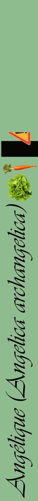 Étiquette de : Angelica archangelica - format a - style noire13viv avec comestibilité simplifiée