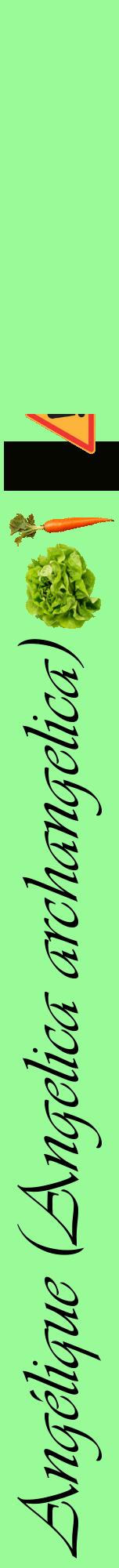 Étiquette de : Angelica archangelica - format a - style noire14viv avec comestibilité simplifiée