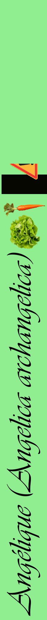 Étiquette de : Angelica archangelica - format a - style noire15viv avec comestibilité simplifiée