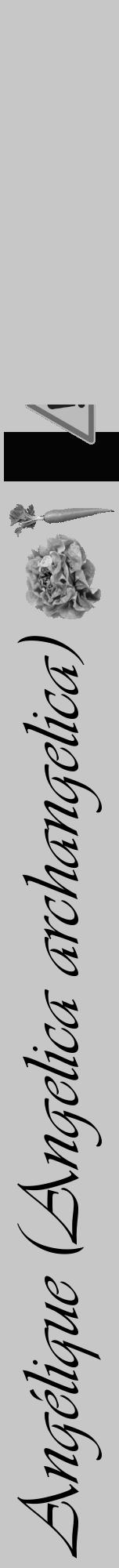 Étiquette de : Angelica archangelica - format a - style noire15viv avec comestibilité simplifiée - position verticale