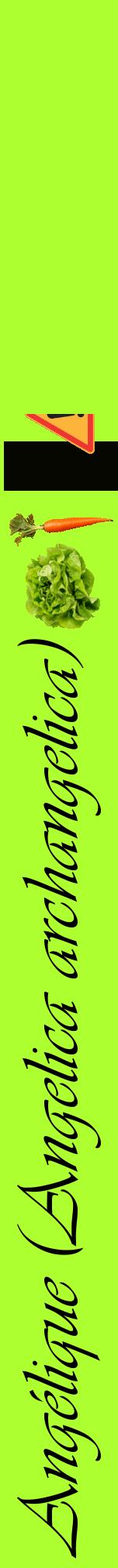 Étiquette de : Angelica archangelica - format a - style noire17viv avec comestibilité simplifiée