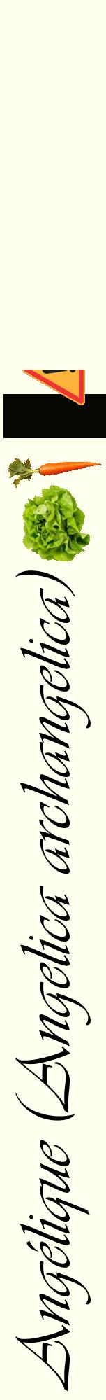 Étiquette de : Angelica archangelica - format a - style noire19viv avec comestibilité simplifiée