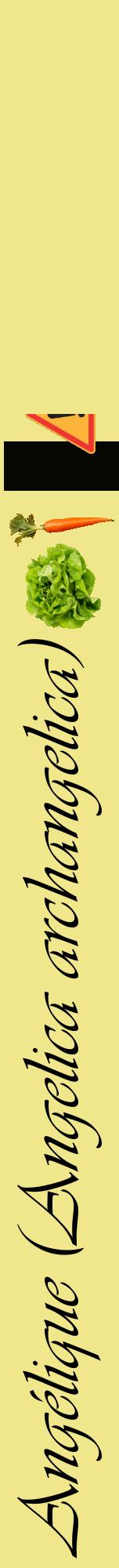Étiquette de : Angelica archangelica - format a - style noire20viv avec comestibilité simplifiée