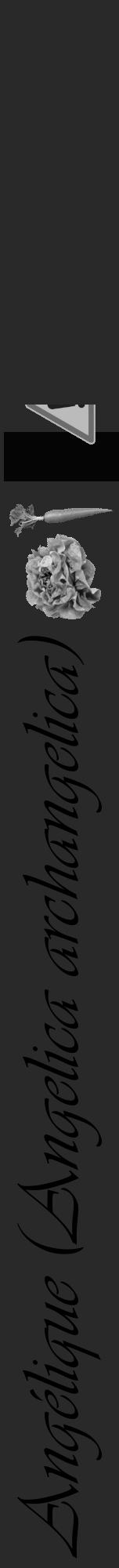 Étiquette de : Angelica archangelica - format a - style noire34viv avec comestibilité simplifiée - position verticale