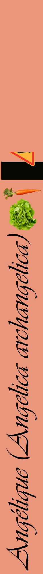 Étiquette de : Angelica archangelica - format a - style noire37viv avec comestibilité simplifiée