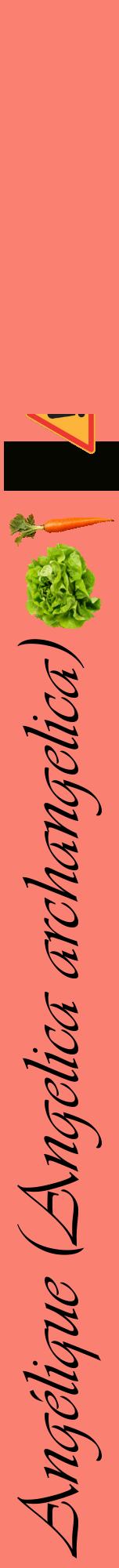 Étiquette de : Angelica archangelica - format a - style noire38viv avec comestibilité simplifiée