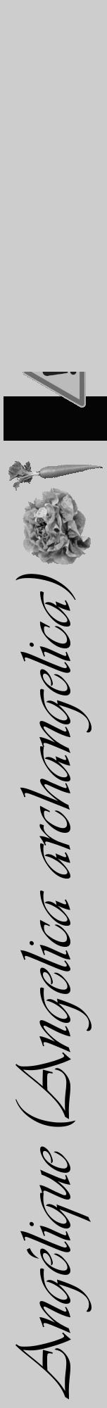 Étiquette de : Angelica archangelica - format a - style noire41viv avec comestibilité simplifiée - position verticale
