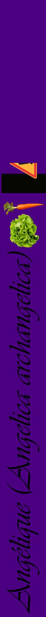 Étiquette de : Angelica archangelica - format a - style noire47viv avec comestibilité simplifiée