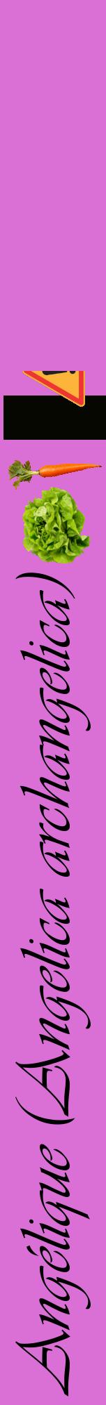 Étiquette de : Angelica archangelica - format a - style noire52viv avec comestibilité simplifiée
