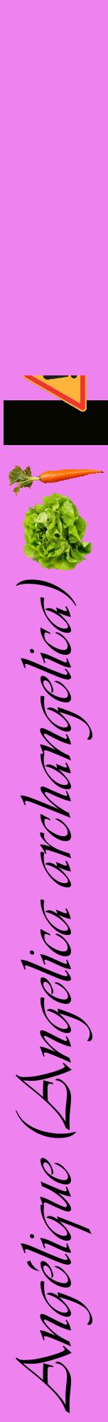 Étiquette de : Angelica archangelica - format a - style noire53viv avec comestibilité simplifiée