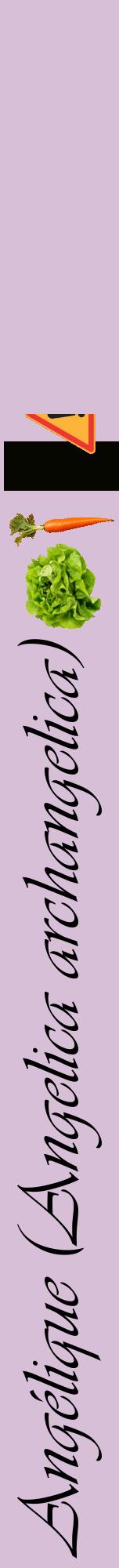 Étiquette de : Angelica archangelica - format a - style noire54viv avec comestibilité simplifiée
