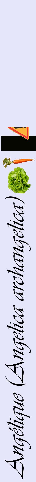 Étiquette de : Angelica archangelica - format a - style noire55viv avec comestibilité simplifiée