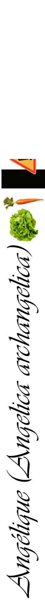 Étiquette de : Angelica archangelica - format a - style noire60viv avec comestibilité simplifiée