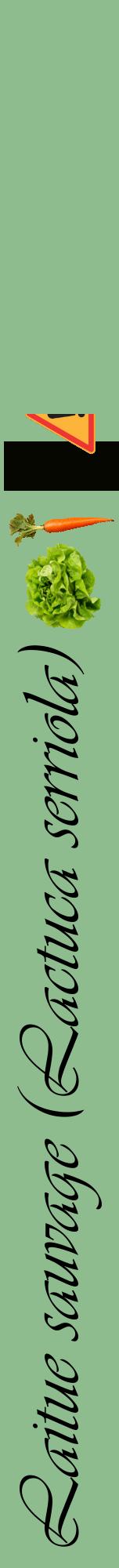 Étiquette de : Lactuca serriola - format a - style noire13viv avec comestibilité simplifiée