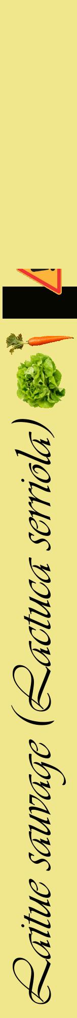 Étiquette de : Lactuca serriola - format a - style noire20viv avec comestibilité simplifiée