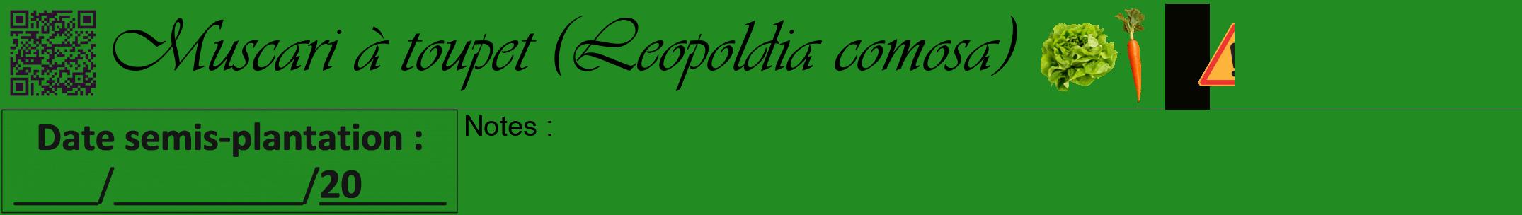 Étiquette de : Leopoldia comosa - format a - style noire10viv avec qrcode et comestibilité simplifiée