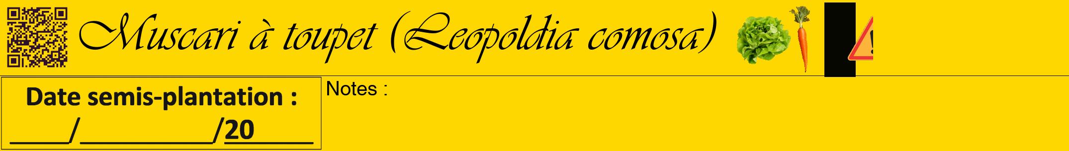 Étiquette de : Leopoldia comosa - format a - style noire21viv avec qrcode et comestibilité simplifiée